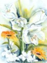 01_Amaryllis