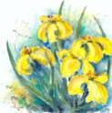 06_Iris