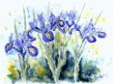 07_Iris