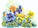 09_Stiefmuetterchen