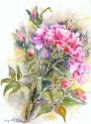 11_Buschrose