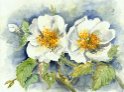 13_Heckenrose