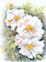 14_Heckenrose_Daisy_Hill