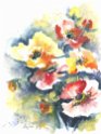 15_Islandmohn