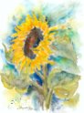 17_Sonnenblume