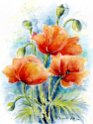 18_Klatschmohn