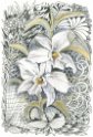 24 Orchidee