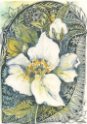26 Christrose