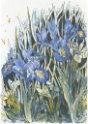 28 Iris