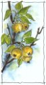 01_Holzbirne