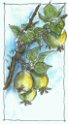 02_Holzapfel