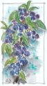 09_Blaubeere